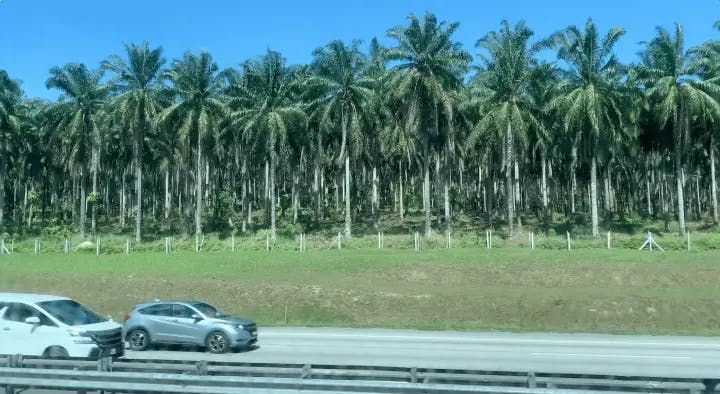 Vista delle palme dall'autobus lungo l'autostrada
