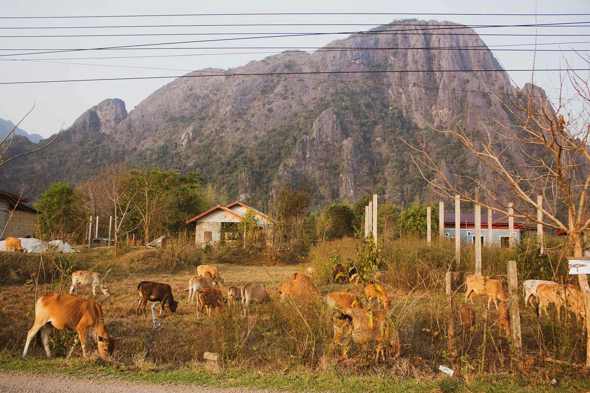 In the forefornt there are many cows, of brown colour, grazing. In the background there is a mountain with a small house in front of it.
