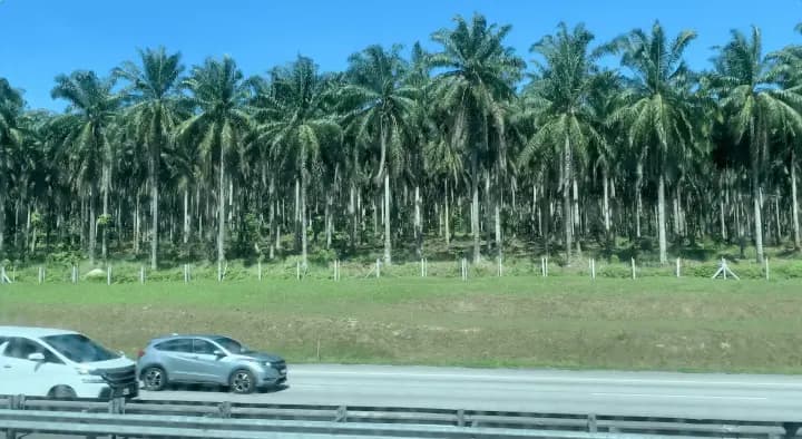 Malaysian motorway with palm trees from Ipoh to Kuala Lumpur Palm trees on the side of the road with cars passing by