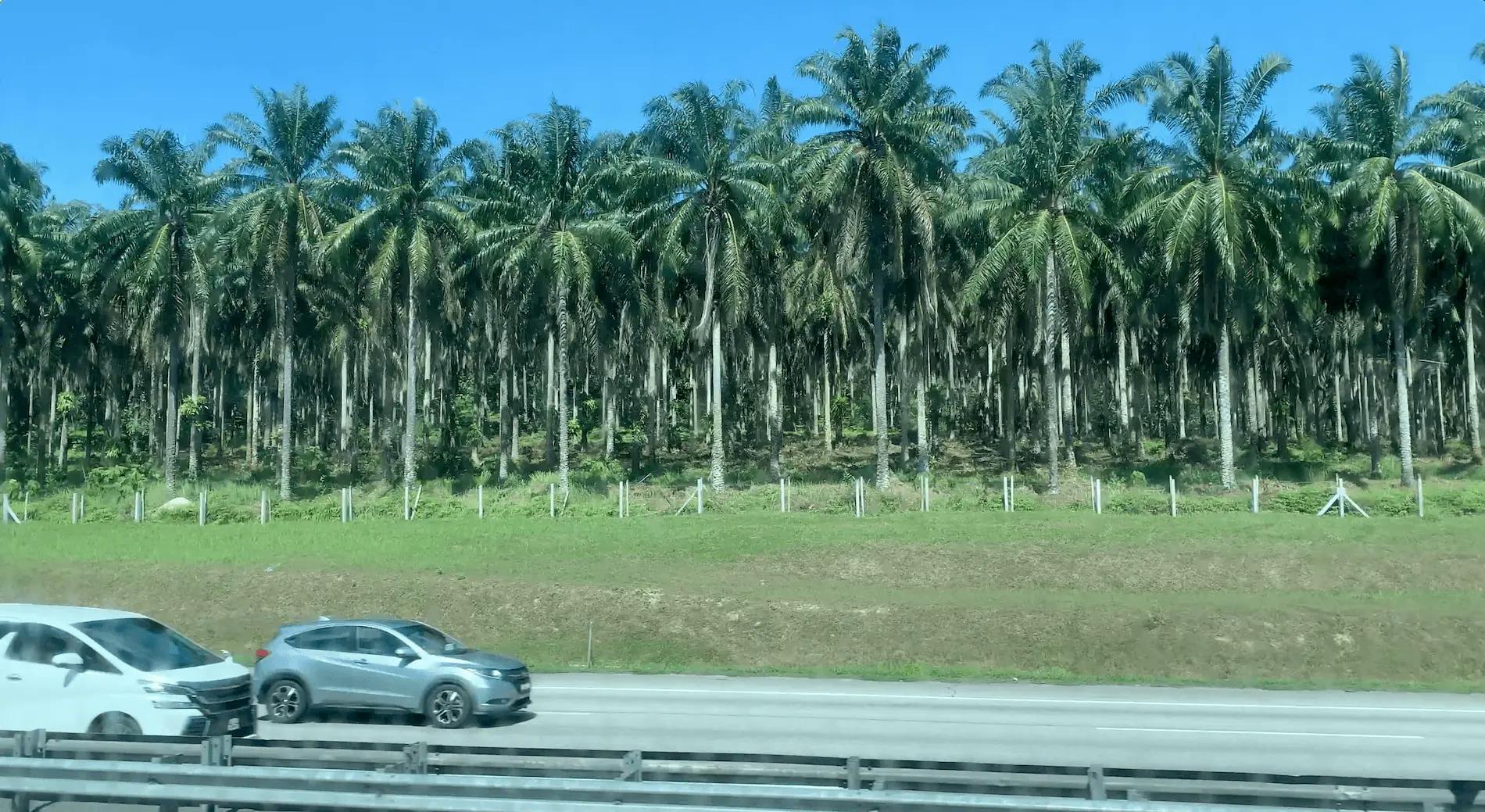 Palm trees on the side of the road with cars passing by