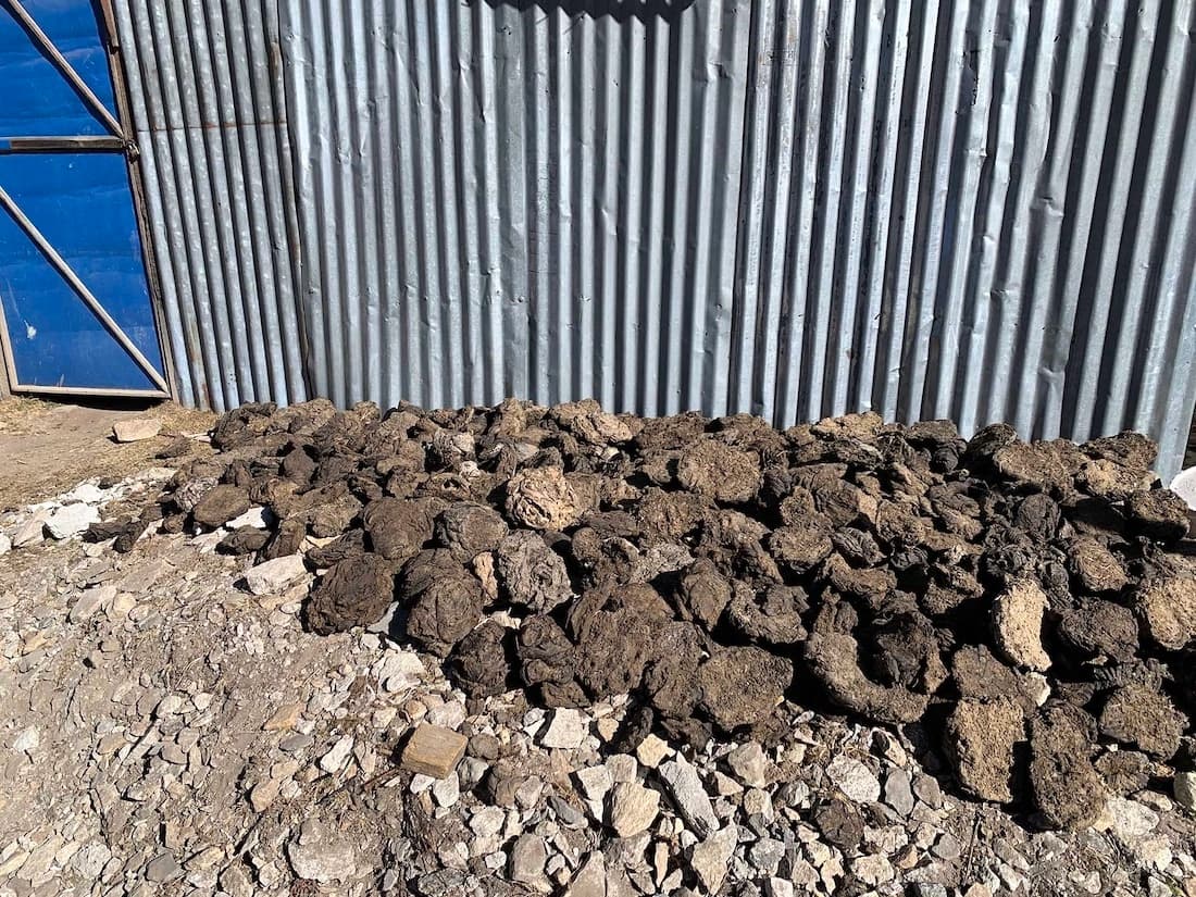 Gli escrementi di Yak e Nak raccolti pe riscaldare le case del Langtang d'inverno Terreno vicino ricoperto di escrementi secchi con dietro un muro di ferro ondulato