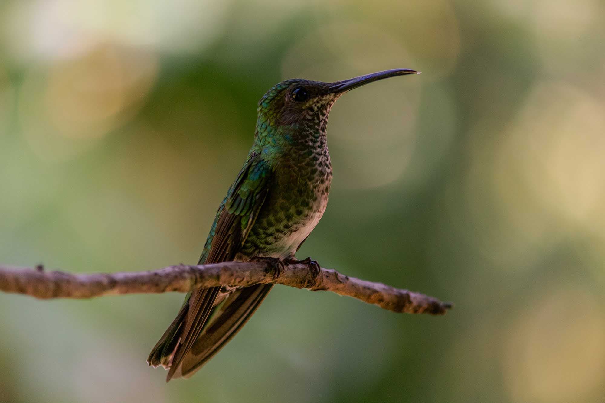 missing image Un colibrì che si riposa su un ramo con lo sfondo sfuocato. Il colibrì ha le piume verdi