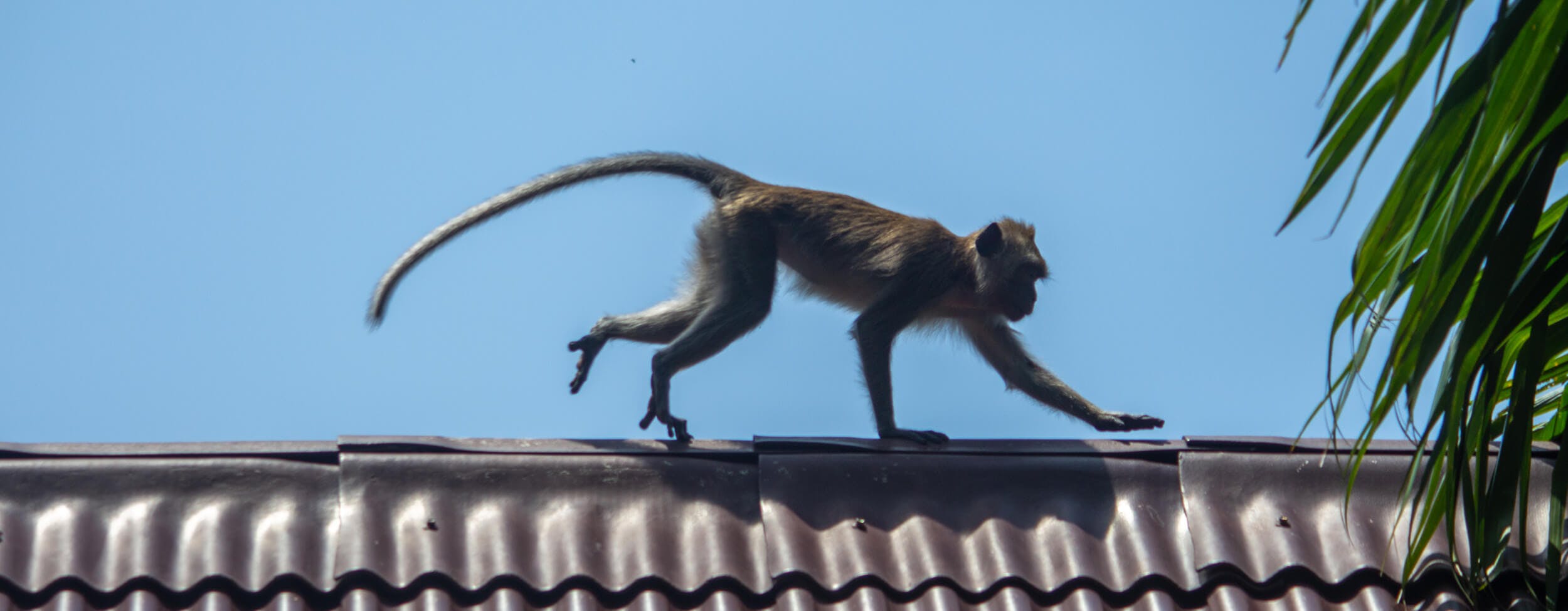 A monkey runs from left to right at the top of the ceiling of a bungalow. in Koh Lanta, Thailand,